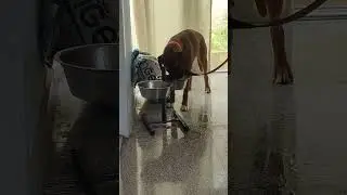 Немецкий боксер Харлюша устраивает потоп. #germanboxer #funnydog #немецкийбоксер #dog