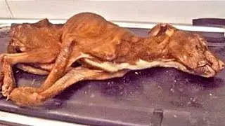 He was dumped into a garbage chute from the 19th floor... He was dying...