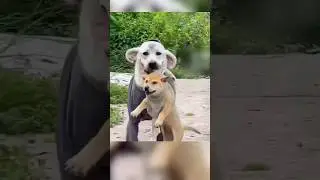 시골에 사는 댕댕이 심심할 틈이 없겠네 🐾🐕 #shorts #cute #animals #시골댕댕이 #시골강아지 #pets #댕댕이 #강아지