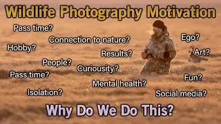 Wildlife Photography Motivation