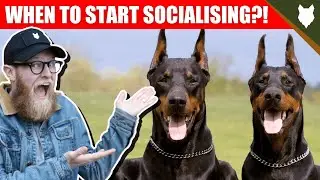 WHEN TO START SOCIALISING MY DOBERMAN PUPPY