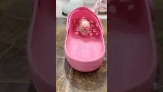 Pomeriania Mini #pokemon #cute   #animals #divertidos #pomeranian #perros #animales #lindos #mascot