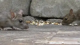 Rats vs Squirrels - Attacks! FYV 