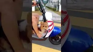 和Max走街街 Cycle around with Max #corgi #electricbike