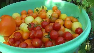 The permaculture hump. Summer can end any time now!