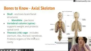 Skeletal System - Bones to Know
