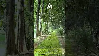 The embrace of nature's embrace  #bogor #visitbogor #bogorhits #nature #bogortraveller