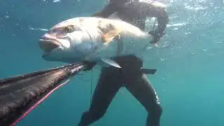Akya - Amberjack