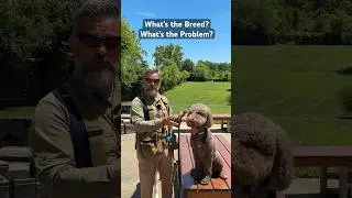 What’s the Breed ? What’s the Problem? #dog #puppytrainingtips #dogtraining