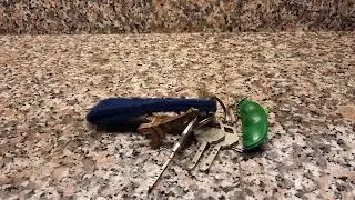 The Sound of Jingling Keys