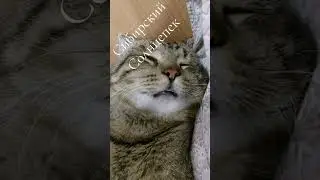Кто это сделал...?  