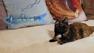 Сажа