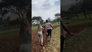 I tried plowing with a cow in Ethiopia - it’s hard!! 