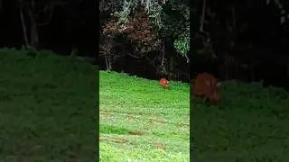 Gues what animal is this ????
