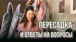 Пересадка и ответы на вопросы