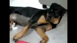 Beagle Vs Rotty Morsom Hund videoer