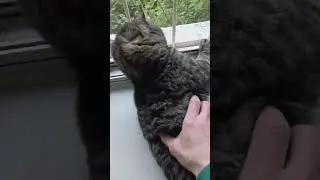 злой пушистик