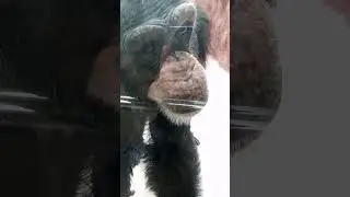 Адвокат и Шимпанзе! Обезьяна выбрала нового друга - Московского Адвоката. Удмуртский Друг - ШИМПАНЗЕ