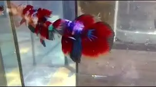 HM MULTI COLOUR JUNIOR READY BREED #bettafish #ikanlaga #bettafishbreeding#shorts #vlog  #fishtank
