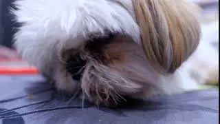 messi mandi ala kucing