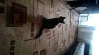 Кот засранец