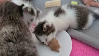 Small kittens eat pate for the first time! OMG....the kitten is learning to eat pate!