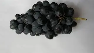 Виноградный куст,воздушная отводка.
