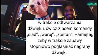 jak oswoić psa z dźwiękiem domofonu? 🐕