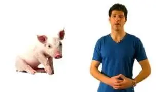 How to Become a Vegetarian - Effortlessly