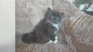 Покупаем счастье кошечка Буся #Sweet cat