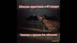Курятник-теплица в минус 31.Обогрев и содержание птицы