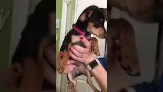 Saying goodbye to my puppy