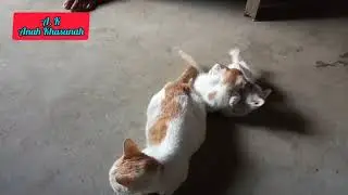 keseruan Mpussi Bermain