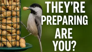 Birds Are Preparing for Fall – Here’s How to Help Them