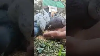 Feeding pigeons 