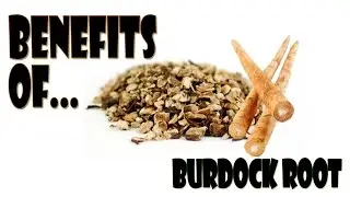 Benefits Of Burdock Root