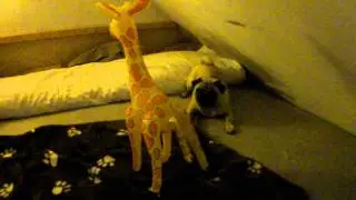 Oliver - pug chased by giraffe