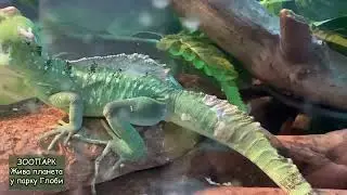 Чому діти люблять тварин?