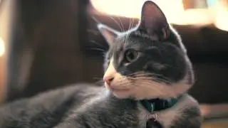 Barfolomew the Cat