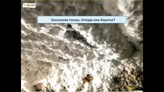 Засоление почвы.  Откуда оно берется?