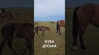 приёмному жеребёнку два месяца шанс #horse #лошади  есть.