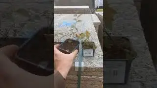 посадка Голубики на даче. 