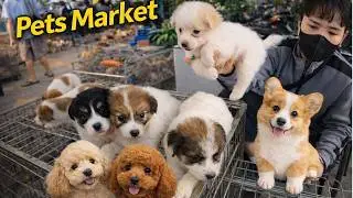 Inside an Exotic Pets Market | Cute Puppies, Kittens Animals in Vietnam