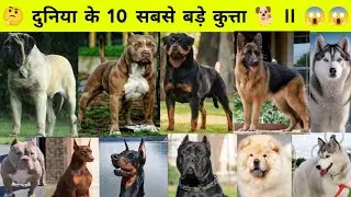 🤔 दुनिया के 10 सबसे बड़े और खतरनाक कुत्ता 🐕 ll World's 10 largest and most dangerous dogs ll #facts
