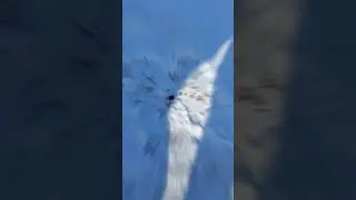 мышка-малышка 🐀 