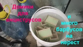 Домики для анциструсов и много барбусов на нерест.