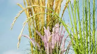 Feather Reed Grass 3D Animation in unreal engine