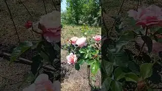 Роза Мари Кюри на штамбе