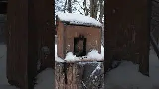 Белка у себя дома😊