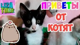 KITTENS play KING of the MOUNTAIN and say HELLO